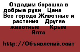 Отдадим барашка в добрые руки › Цена ­ 1 - Все города Животные и растения » Другие животные   . Крым,Ялта